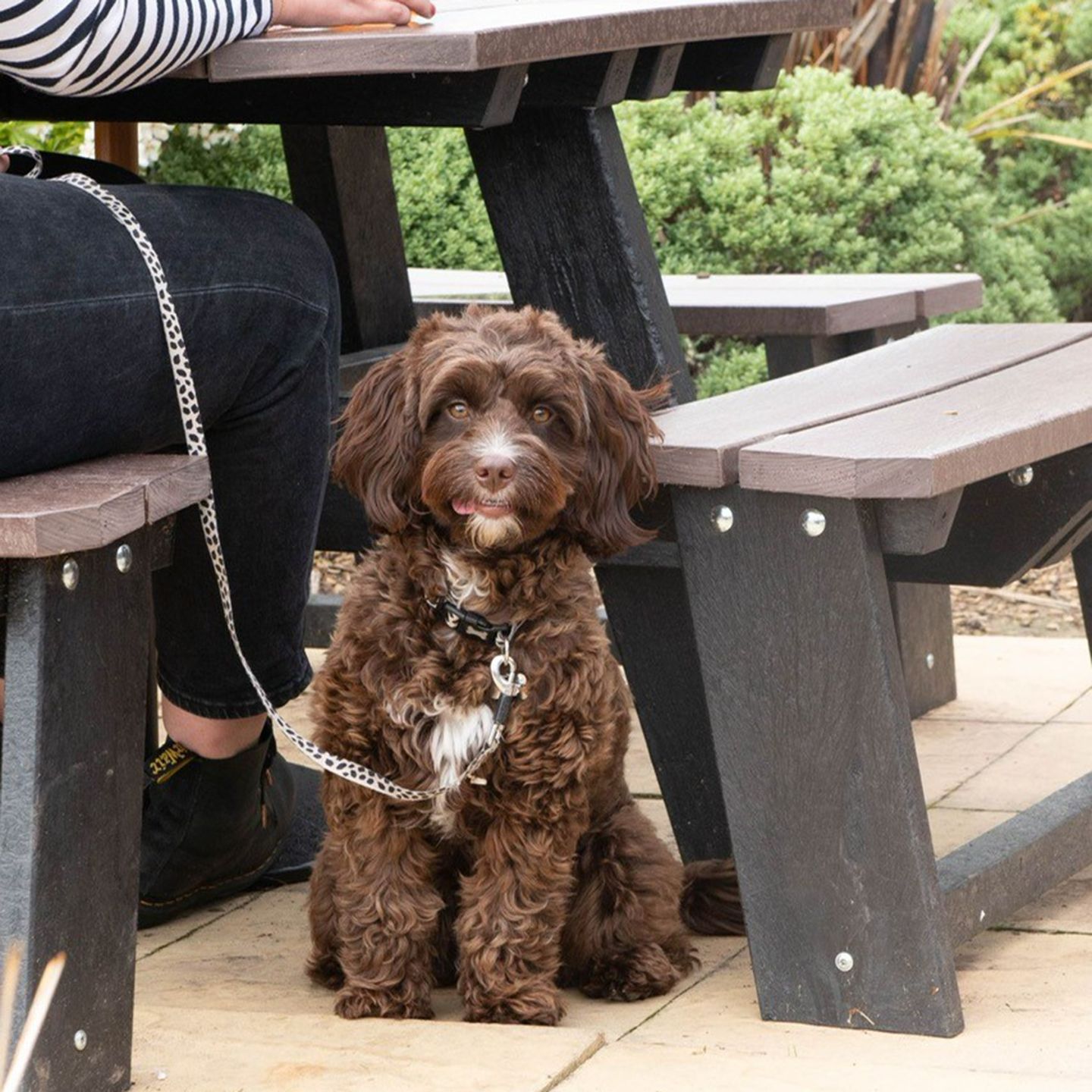 Your local dog friendly pub in Andover